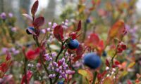 Blåbærlyng i høstfarger
